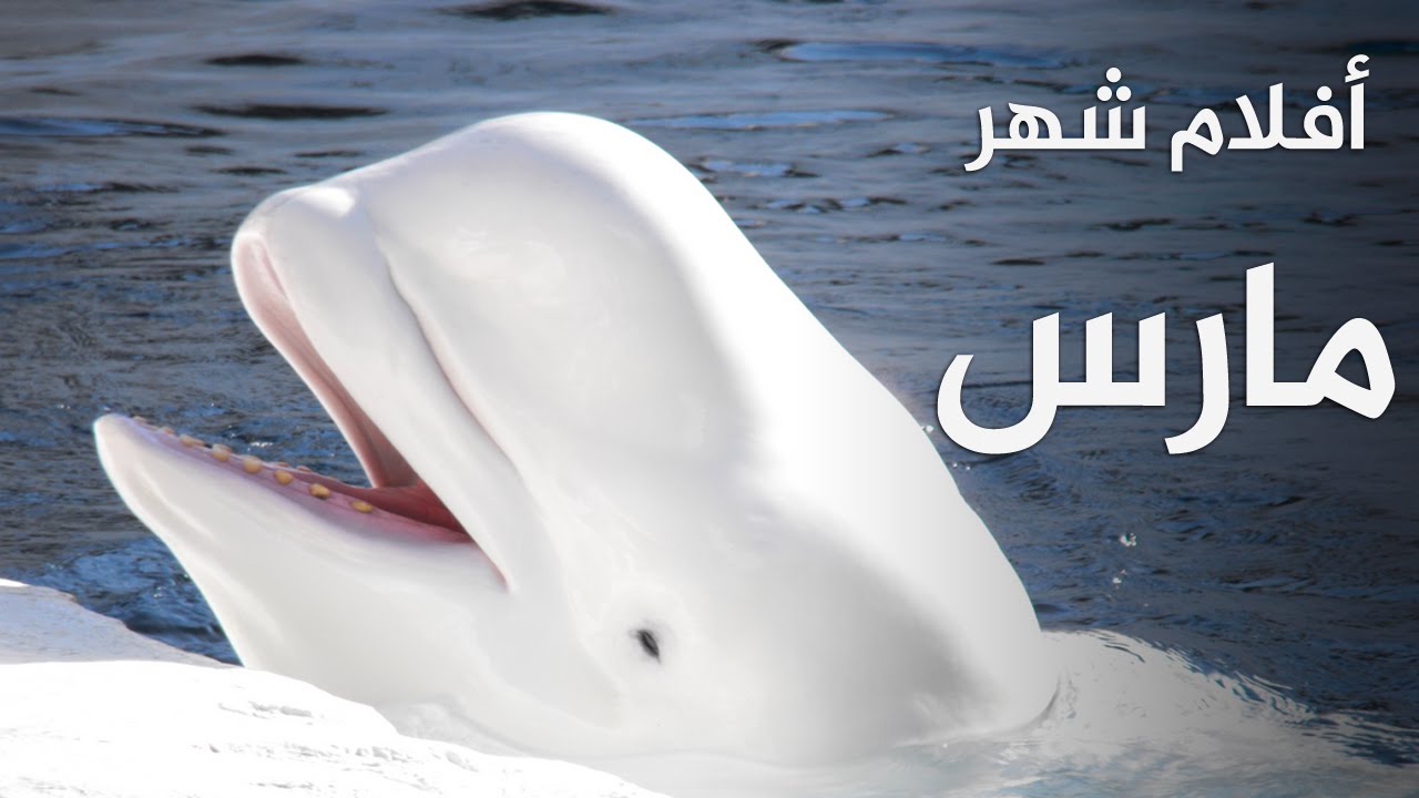 أفلام شهر مارس (برومو) - الجزيرة الوثائقية