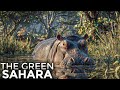 The Time When The Sahara Was Green, and Full Of Beasts | Prehistoric Documentary