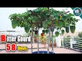 How to grow bitter gourd in container using kitchen waste