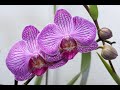 Пятница-16(орхидея от Лука-с готовая работа,гортензия и ракушки)