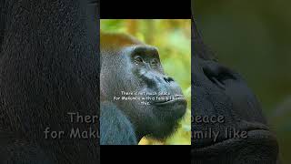 Can Someone Nearing Forty Still Harbor Ambitions To Dominate The Jungle?