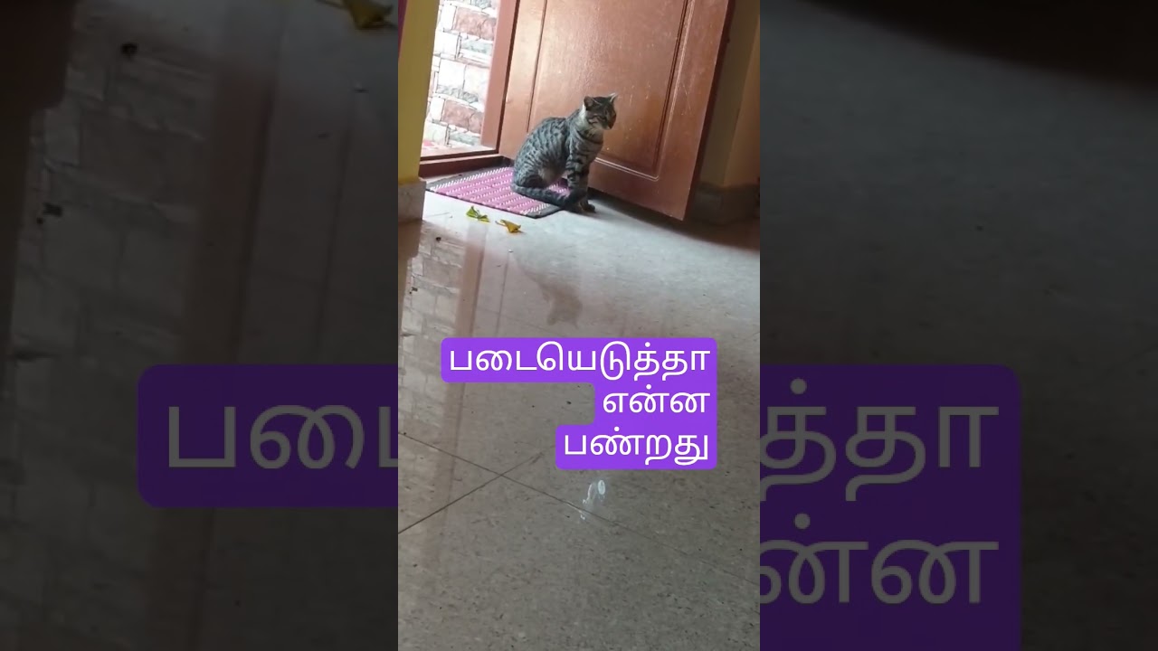 படையெடுத்து என்ன பண்றது #tstmreviews #tamil #funnyanimal #petsrule #funnycat #funny #funnypet