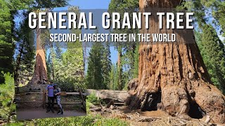 The Grant Tree Trail in Kings Canyon National Park | Top Things To Do In Kings Canyon | TRAVEL VLOG