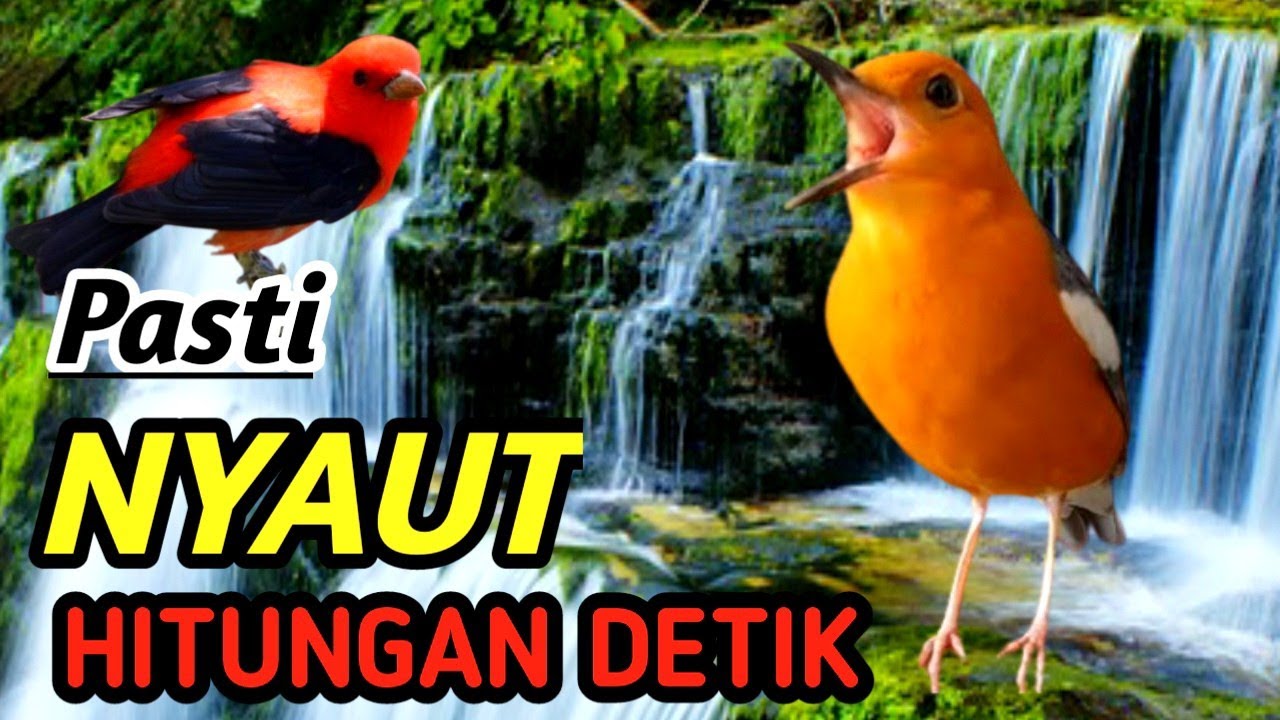 Masteran Anis Merah Alam Sungai – Natural River Bird Sound for Faster Gacor