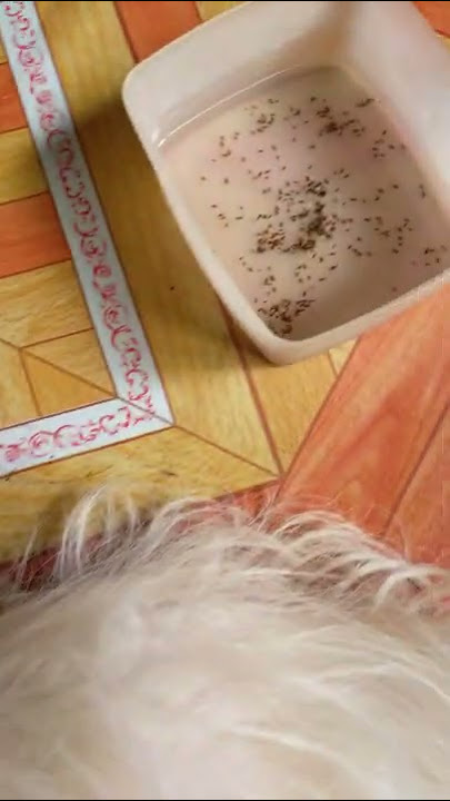 dog fleas hunt #dog #fleas