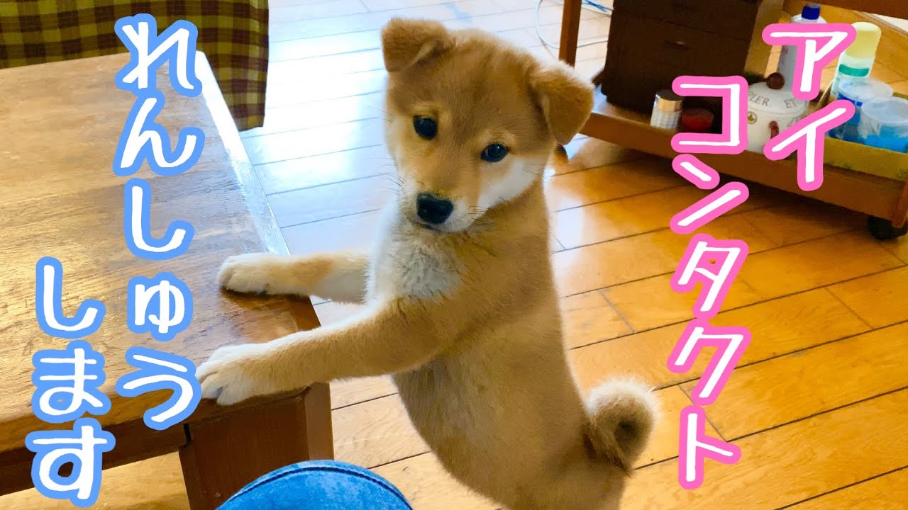 柴犬 アイコンタクトの練習 ステップを3つに分けて自分なりに練習してみました Youtube 柴犬 アイコンタクトの練習 ステップを3つに分けて自分なりに練習してみました Youtube
