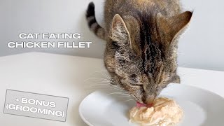Cat Eating Wet Food + Bonus Grooming Session at the End | ASMR