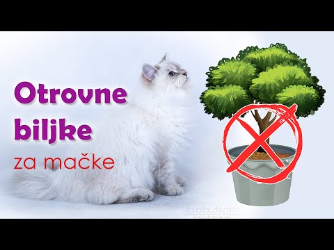 Video: Otrovne Biljke Za Mačke
