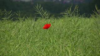 Koyaanisqatsi -Tingen- Trailer Hd