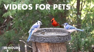 Blue Jays, Cardinals, Grackles and Backyard Squirrels - 10 Hour CAT TV for Pets - Apr 02, 2024 by Handsome Nature 10,483 views 3 weeks ago 10 hours