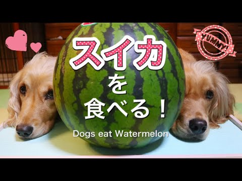 スイカを食べる犬の姉妹【ASMR/咀嚼音】Dogs Eating Watermelon