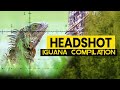 Headshot Iguana Compilation | Airgun Pest Control