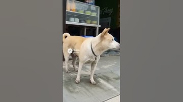 cậu vàng đi rồi ông giáo ạ