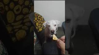 Bella pidiendo 🫘 comida.  Dogo Argentino.