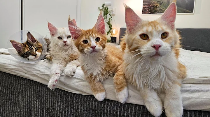 Watch the video about Mama Ada Doesn't Leave Her Big Kittens Alone!