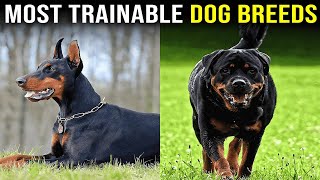 10 Most Trainable Dog Breeds by PawPrints Perfect 374 views 4 days ago 9 minutes, 2 seconds