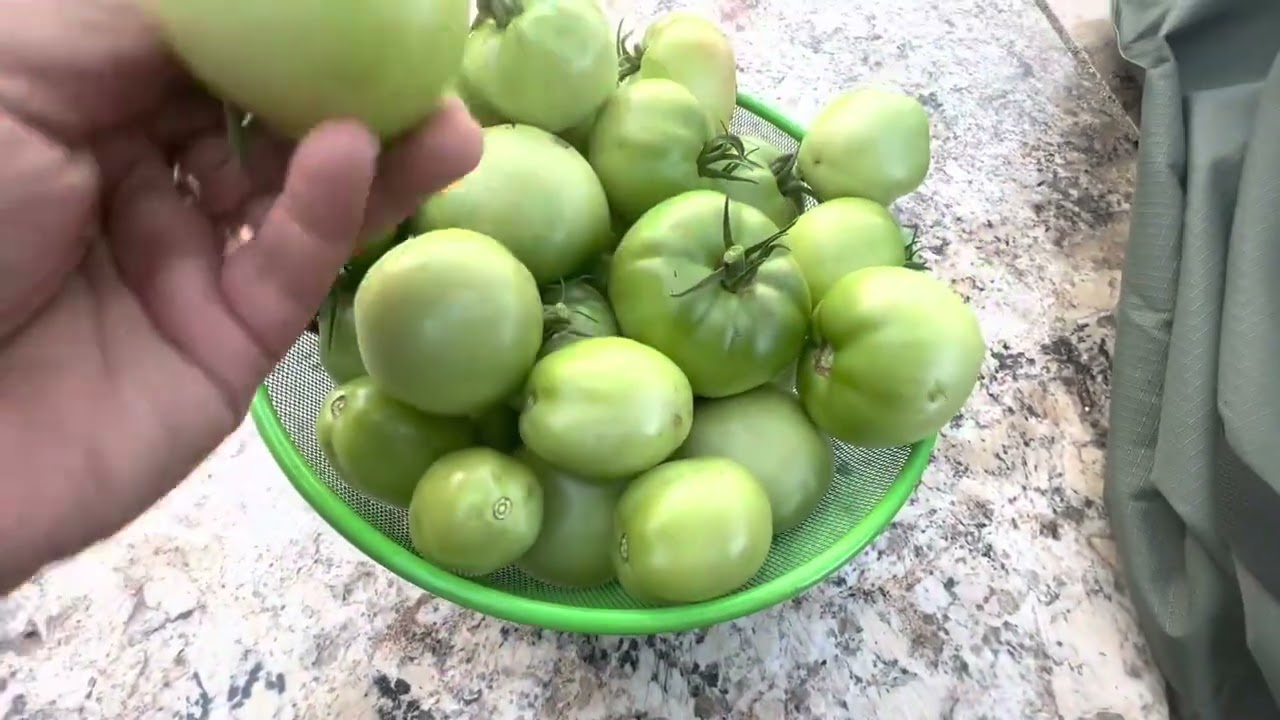 Easy Tips How To Ripen Tomatoes Off The Vine Faster Easily Ripen Easy Tips How To Ripen Tomatoes Off The Vine Faster Easily Ripen