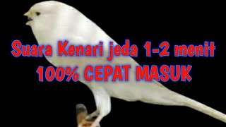 Terapi Masteran Murai batu. Suara burung Kenari Jeda 1-2 menit 💯 % Cepat masuk.