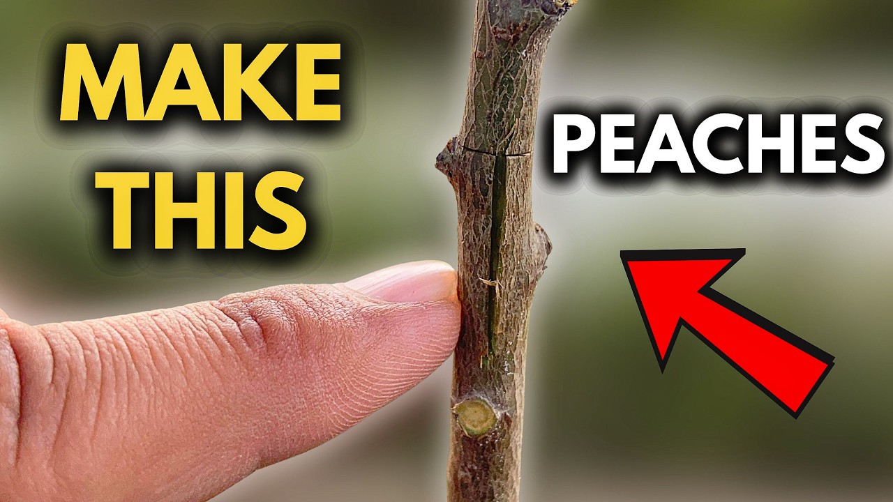 How to Graft Peaches the Right Way – Step-by-Step Beginner Guide