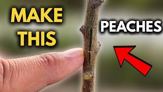 Famous How to Graft Peaches the Right Way – Step-by-Step Beginner Guide Wealth