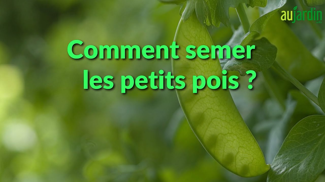 Comment RÉUSSIR le SEMIS des PETITS POIS au POTAGER 😃 YouTube — free download