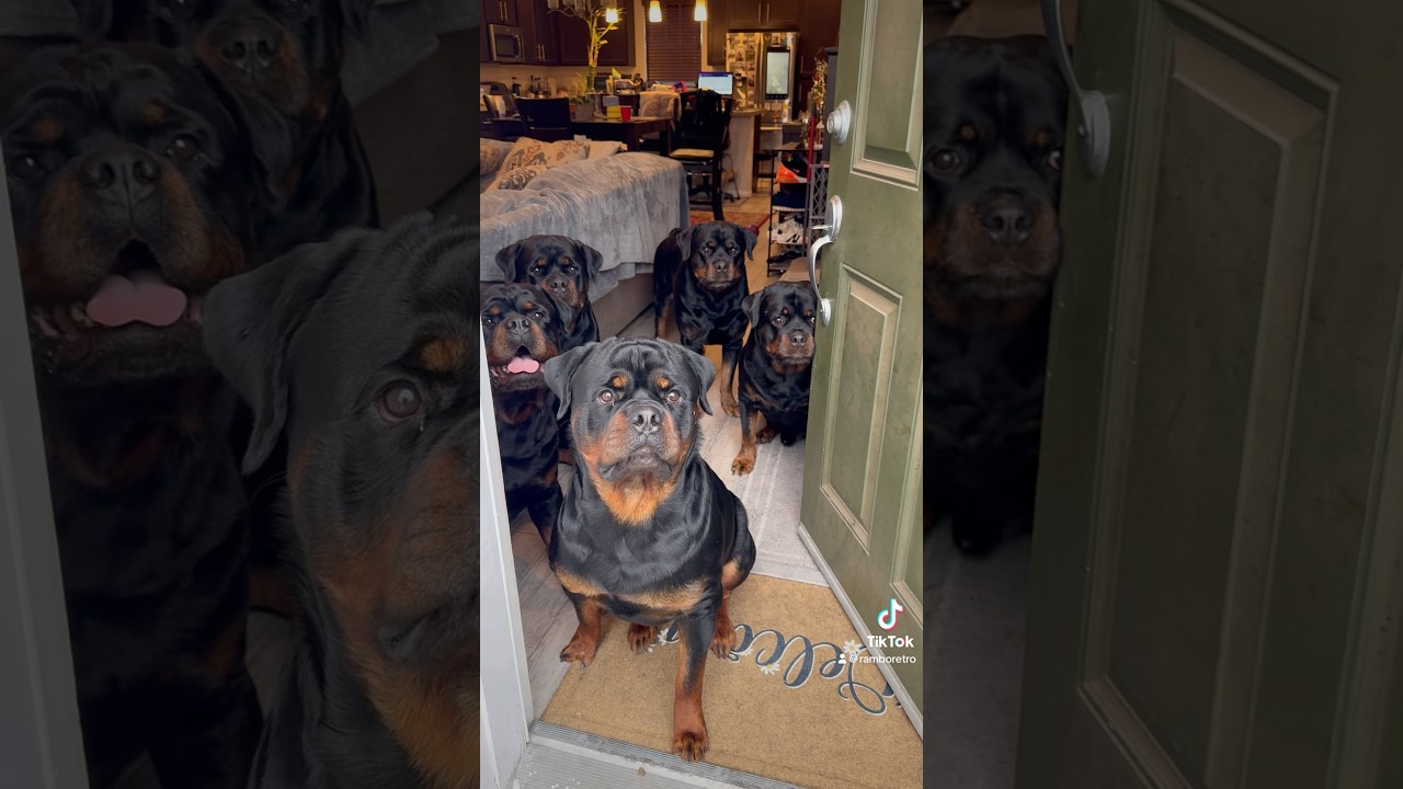 The 5 Rs understand the assignment!🐶🐶🐶🐶🐶🔥💯