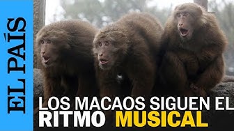 Thumbnail for CIENCIA | Los MACACOS saben seguir el RITMO de la música