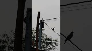 Pega durísimo el Nova vista accutac A2B