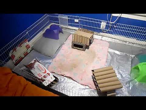 How well tarp work when I am cleaning it . In my guinea pigs cage
