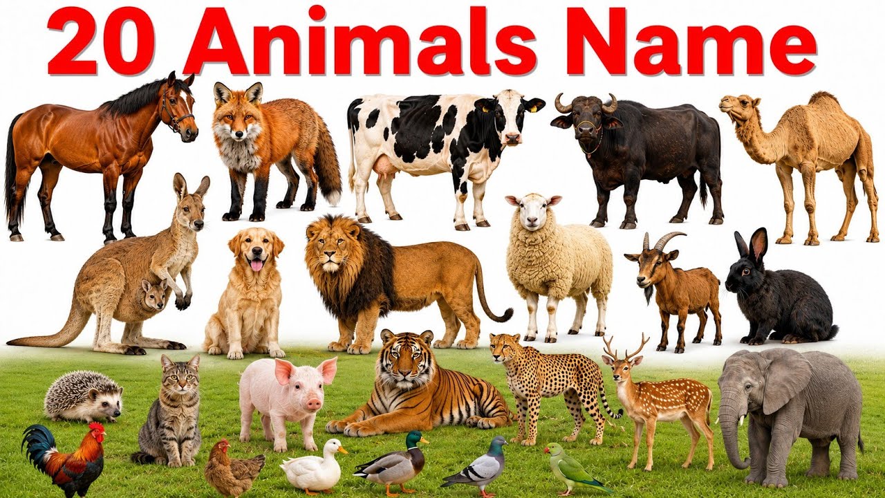 25-animals-sound-cow-cat-monkey-youtube