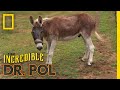 Easy Does It, Donkey! | The Incredible Dr. Pol