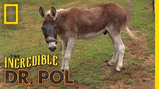 Easy Does It, Donkey! | The Incredible Dr. Pol