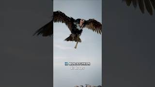 Tulang Pun Jadi Kemdanuan Burung Nasar Mencerna Tulang shorts short burung youtubeshorts