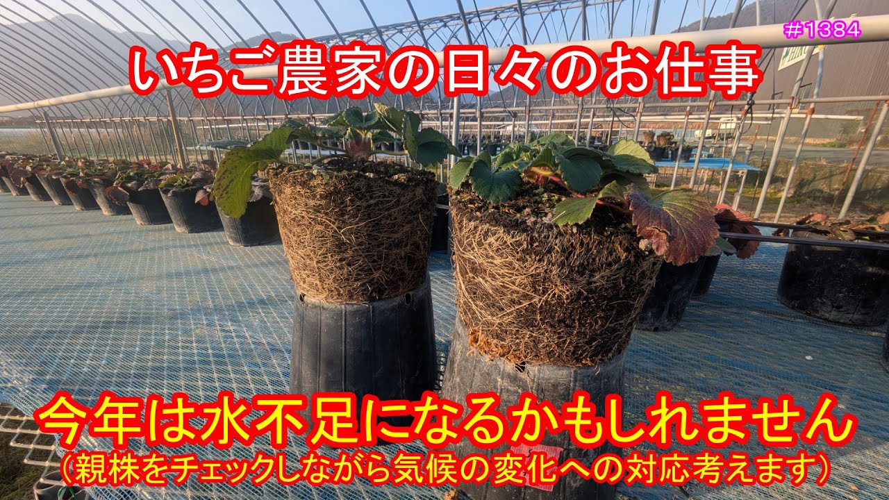 今年は水不足になるかもしれません（親株をチェックしながら気候の変化への対応考えます）　いちご農家の日々のお仕事　