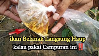 EDAANNN‼️Yang Makan Babon² Super||#mancingbelanak