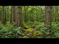 Doğa Sesleri | Nature Sounds for Sleep, Relaxation, Meditation &amp; Study #naturesounds  #DoğaSesleri
