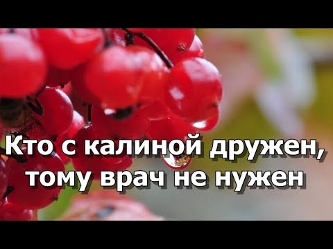 Кто с калиной дружен, тому врач не нужен