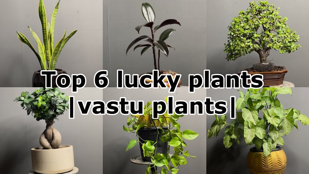 Top 6 lucky plants for Home Vastu plants and Best indoor plants