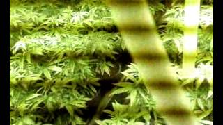 weed880