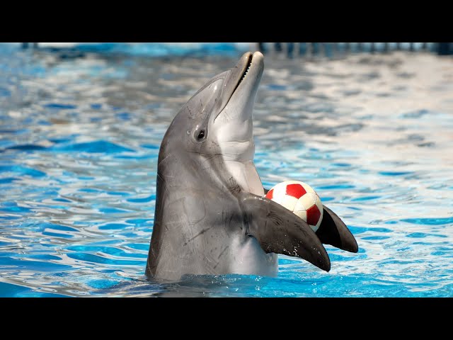 Dolphin Show in Dubai FULL VIDEO | Sea World's Dolphin Show Live class=