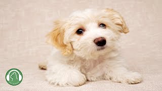 Sleeping Music for Dogs🐶Relaxing Music to Help Your Dog Sleep🎵Stress Relief Music. by My Pet Music 77,305 views 6 months ago 11 hours, 16 minutes