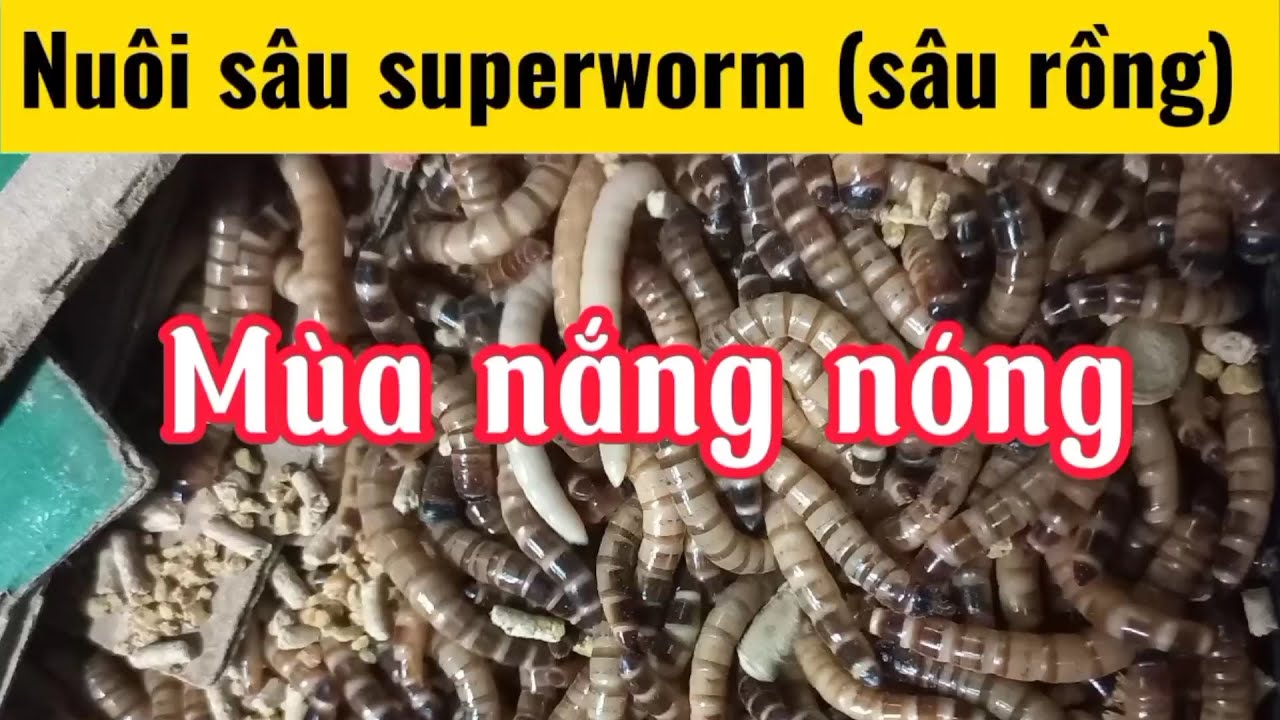 Cách nuôi sâu superworm (sâu rồng) mùa nắng nóng #superworm - YouTube