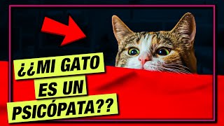 ¿Demostrado por la ciencia? Tu gato es un PSICÓPATA  LA GATERÍA TV