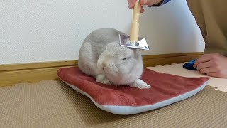 ブラシをかけるとうっとりした表情になるうさぎさん