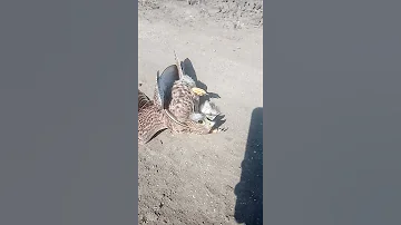 شاهد كيف ابتلع الثعبان الصقر 
