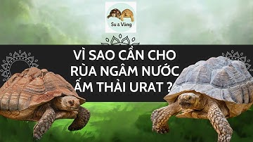 Phần 2 | Vì sao cần cho rùa ngâm nước ấm thải Urat? | Điều này giúp ít gì cho rùa Sulcata