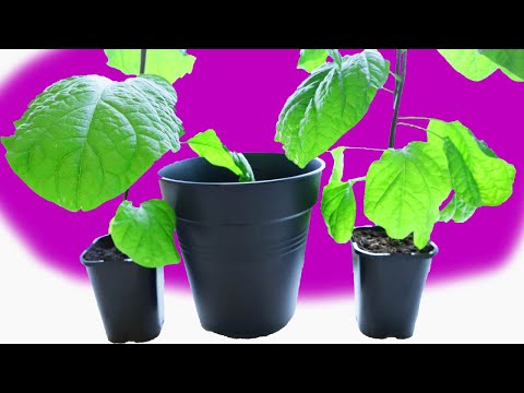 Video: Tips for dyrking av aubergine i beholdere