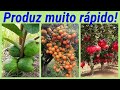 13 FRUTÍFERAS que PRODUZEM mais RÁPIDO. Saiba a variedade correta para plantar.