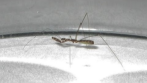 Mini Praying Mantis (Thread-legged Assassin Bug)