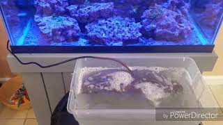 How to clean 2 months of coralline algae off a powerhead in 2 minutes